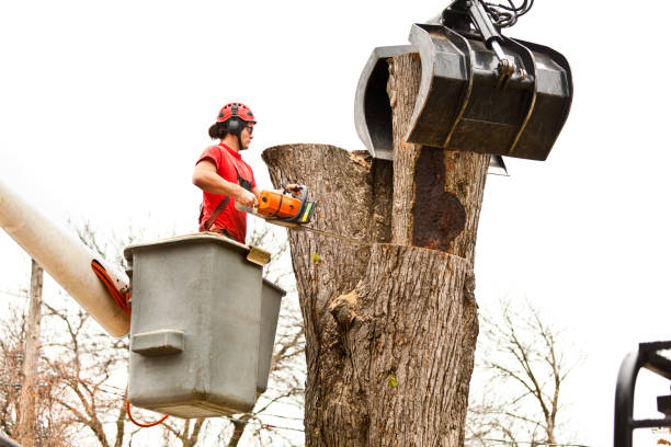 How Our Tree Care Process Works  in  Monmouth, IL